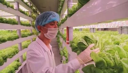 無土無光亦生長(zhǎng) 探秘計(jì)算機(jī)集成下的現(xiàn)代農(nóng)業(yè)革命